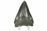 3.30" Fossil Megalodon Tooth - Serrated Blade - #130760-2